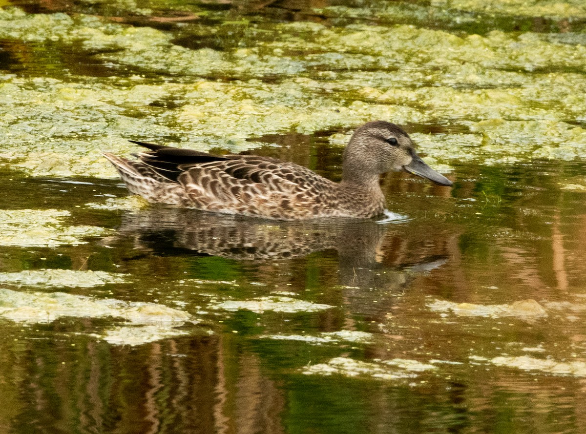 Blauflügelente - ML623201588