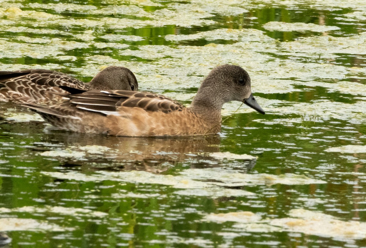 American Wigeon - ML623201596