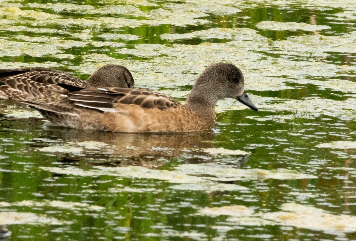 Canard d'Amérique - ML623201596