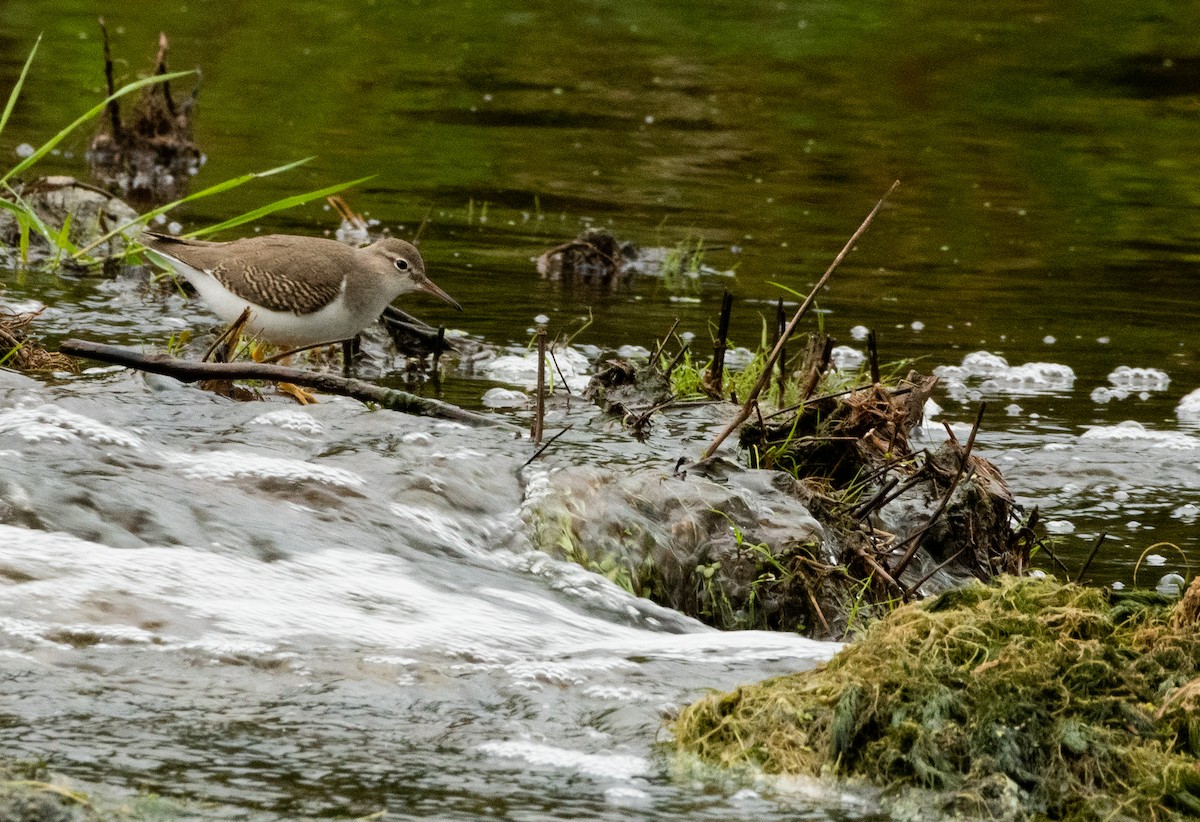 Drosseluferläufer - ML623201601