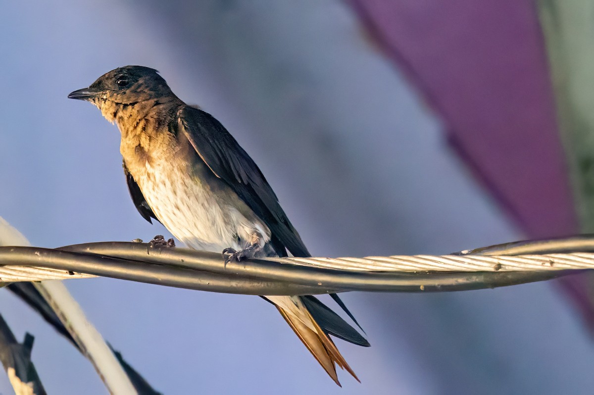 Gray-breasted Martin - ML623201612