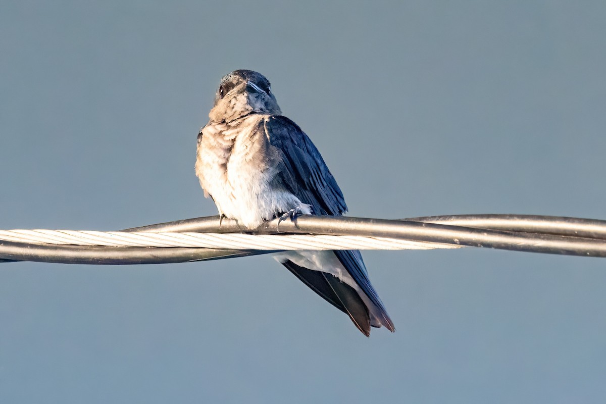 Gray-breasted Martin - ML623201614