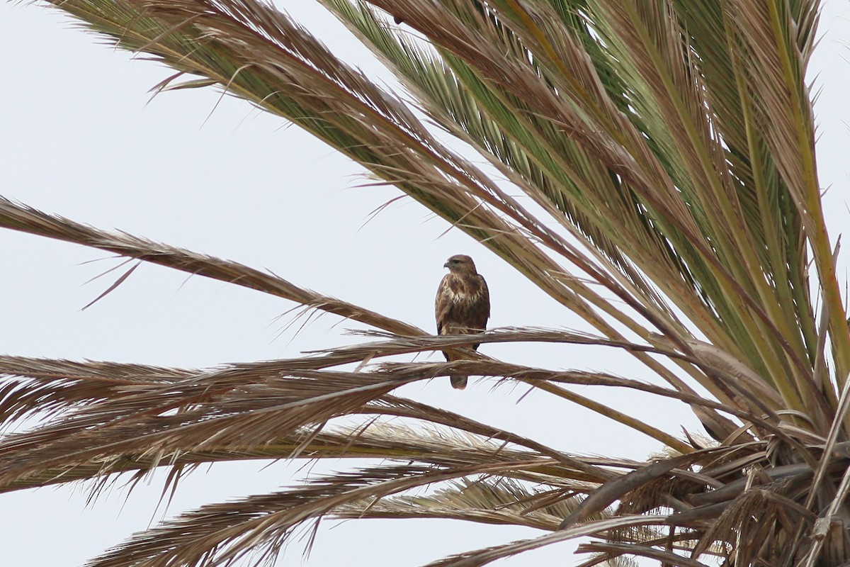 Common Buzzard (Canary Is.) - ML623201618