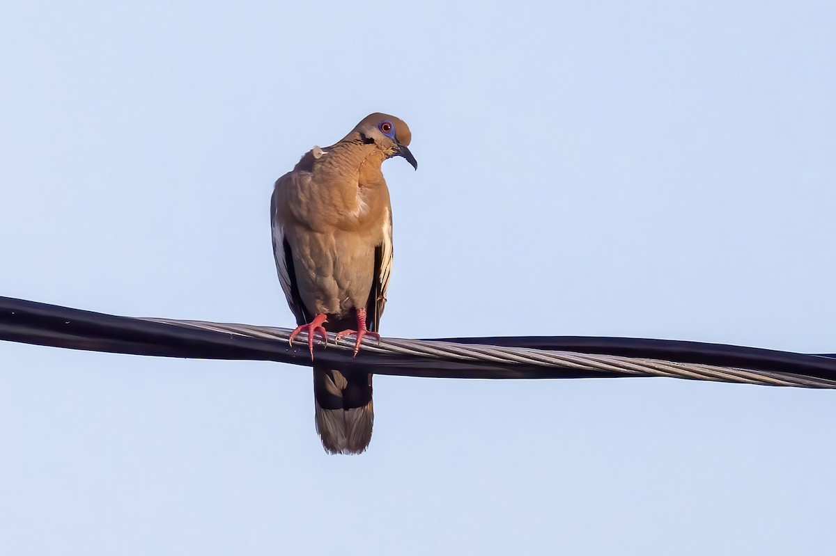 White-winged Dove - ML623201630