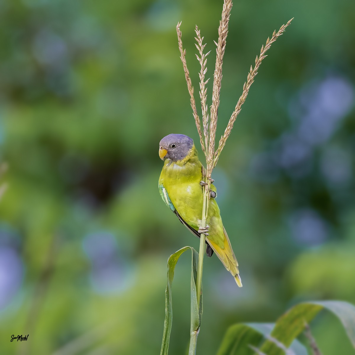 Plum-headed Parakeet - ML623201633