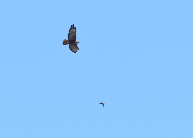 Red-tailed Hawk - ML623201648