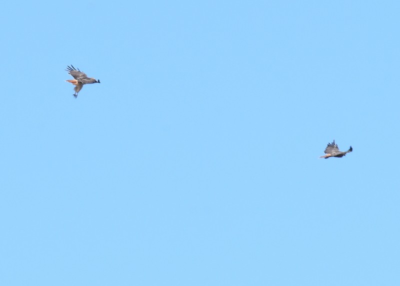 Red-tailed Hawk - ML623201649