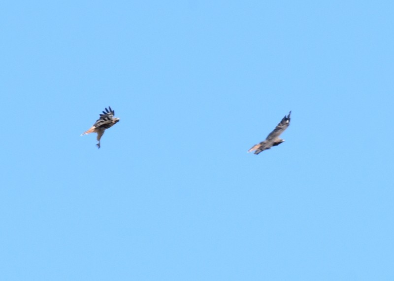 Red-tailed Hawk - ML623201651