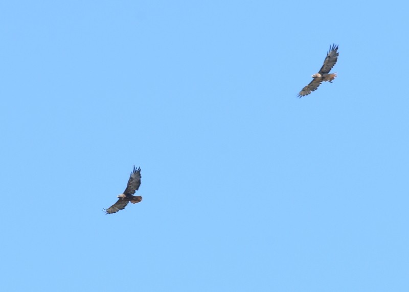 Red-tailed Hawk - ML623201652