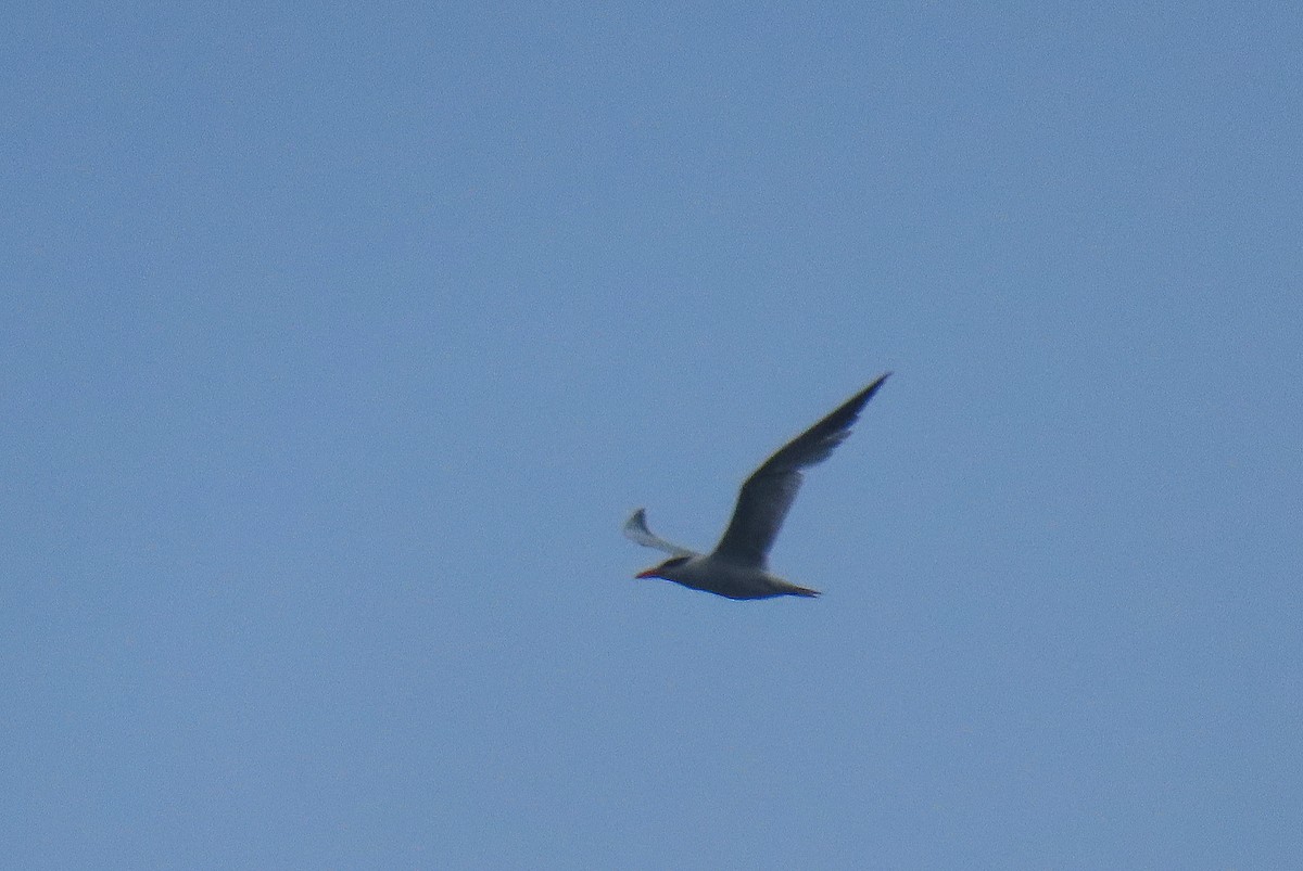 Caspian Tern - ML623201794