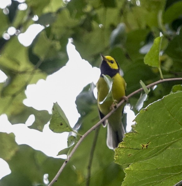 Hooded Warbler - ML623201805