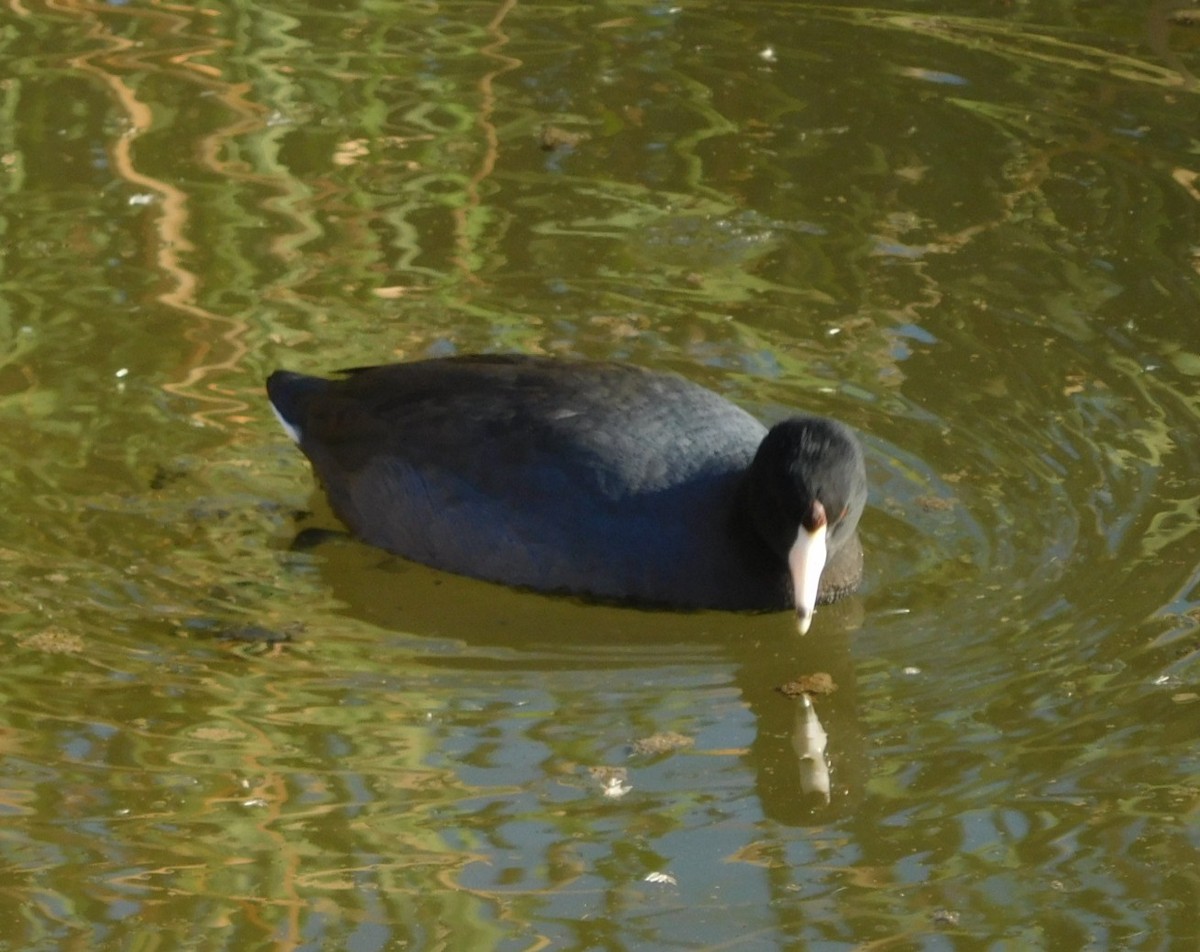 American Coot - ML623201810