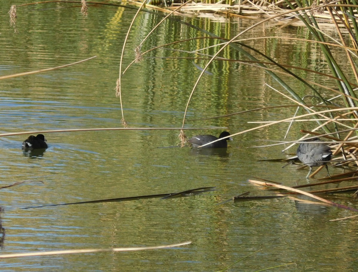 American Coot - ML623201811