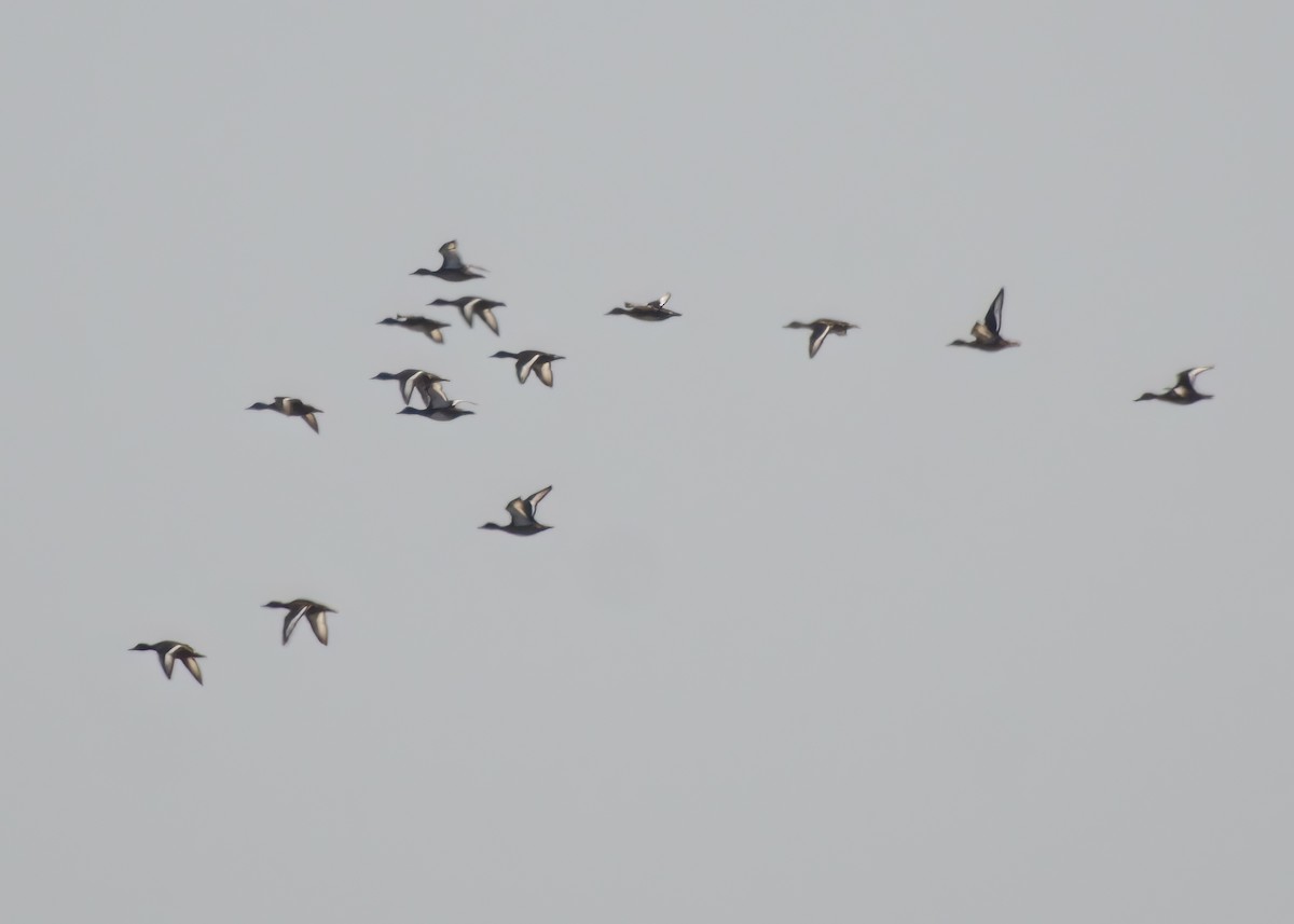 Ferruginous Duck - ML623201814