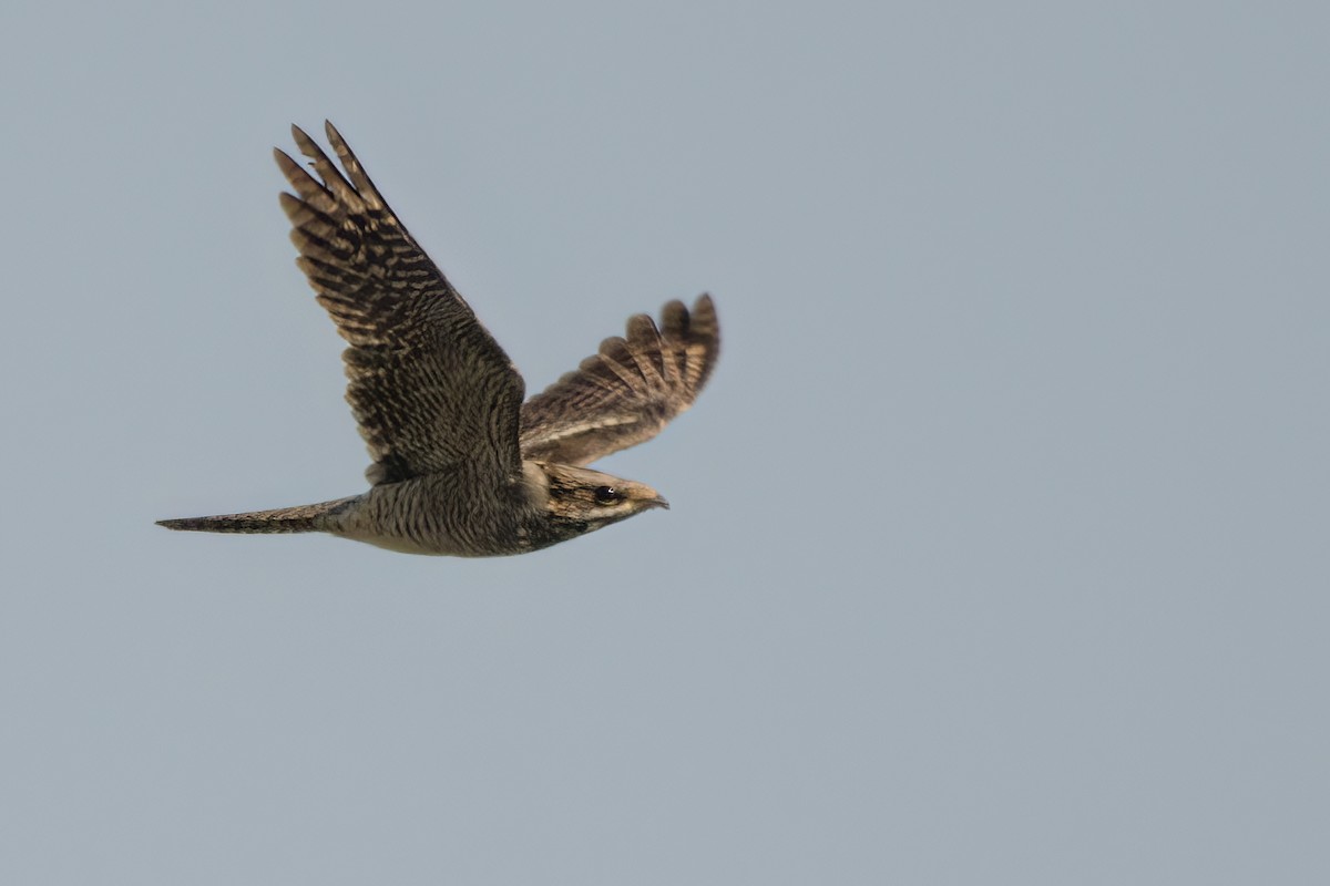 Eurasian Nightjar - ML623201824