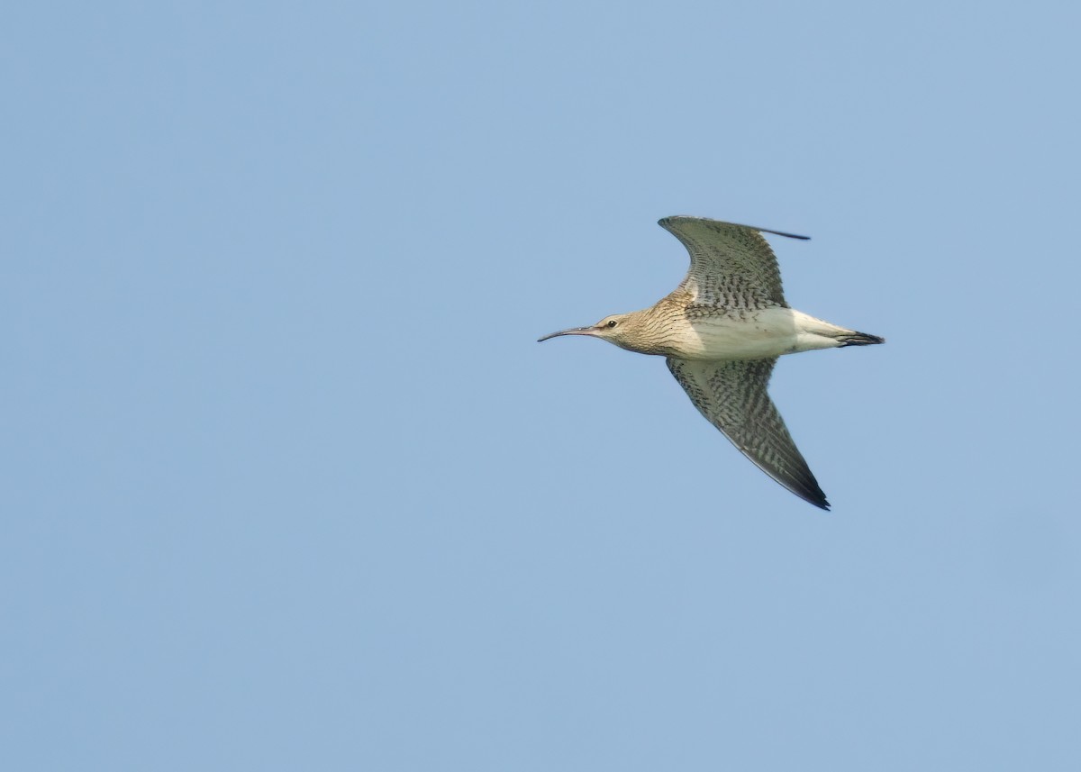 Whimbrel - ML623201834