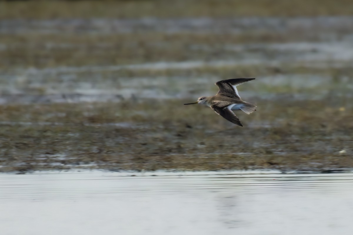 Terek Sandpiper - ML623201846