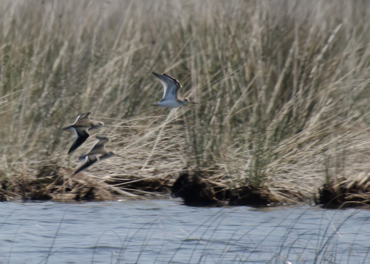 Terek Sandpiper - ML623201847