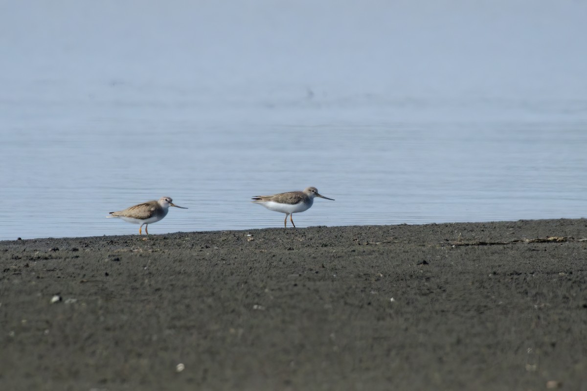 Terek Sandpiper - ML623201848