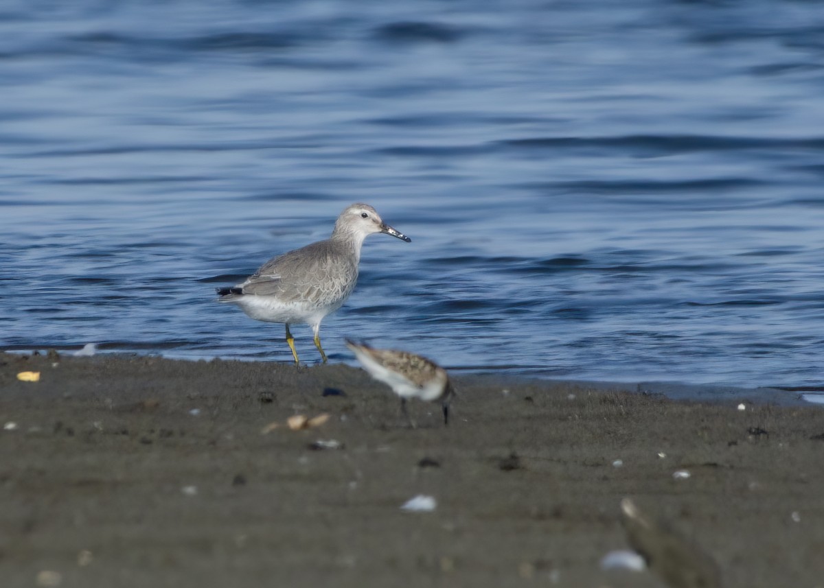 Red Knot - ML623201859