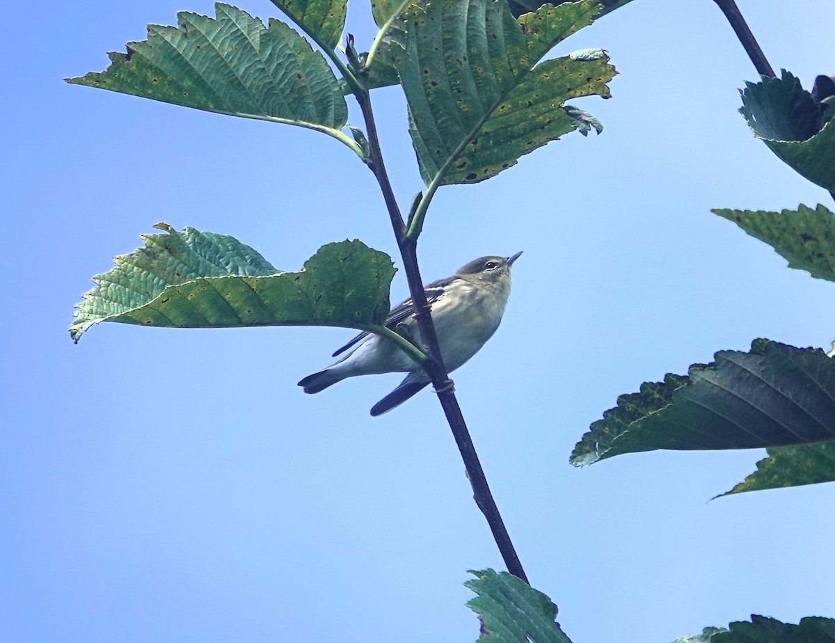 Blackpoll Warbler - ML623201867