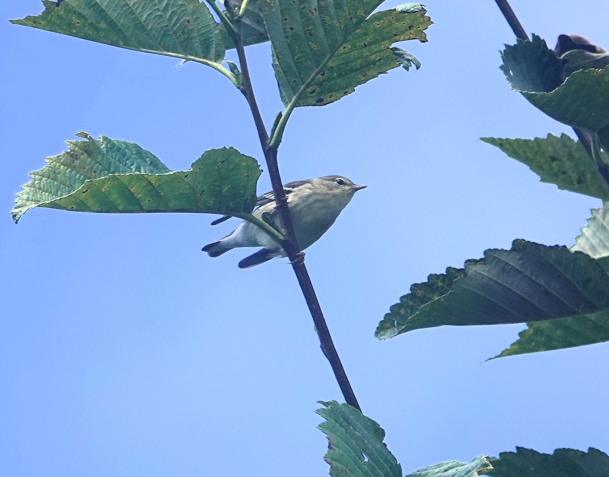 Blackpoll Warbler - Greg Gray