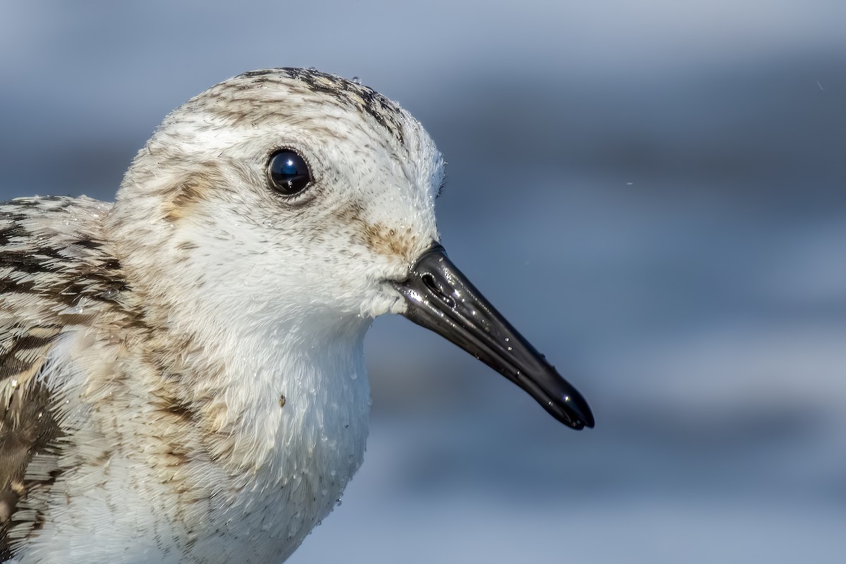 Sanderling - Kubilay Kaplan