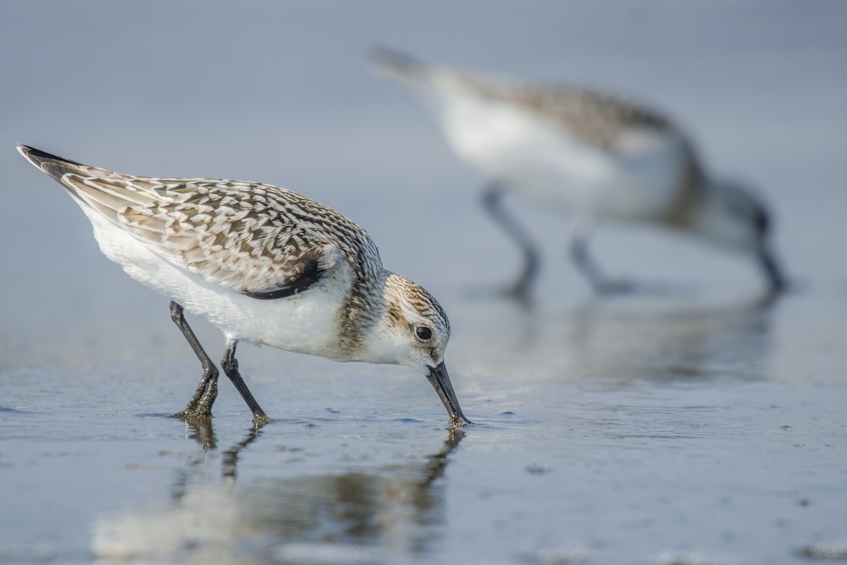 Sanderling - ML623201876