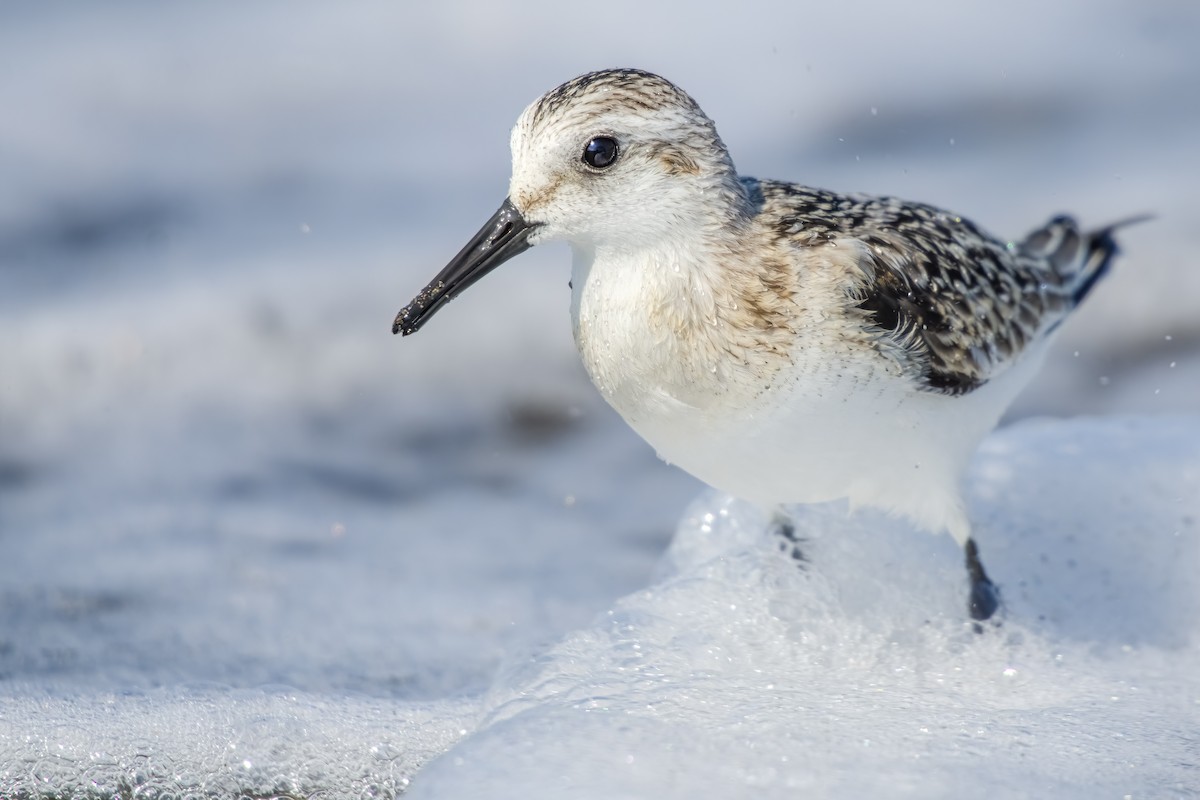 Sanderling - Kubilay Kaplan