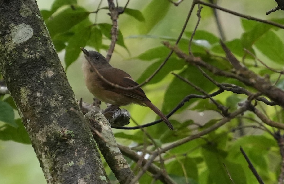 Brown-cheeked Fulvetta - ML623201878