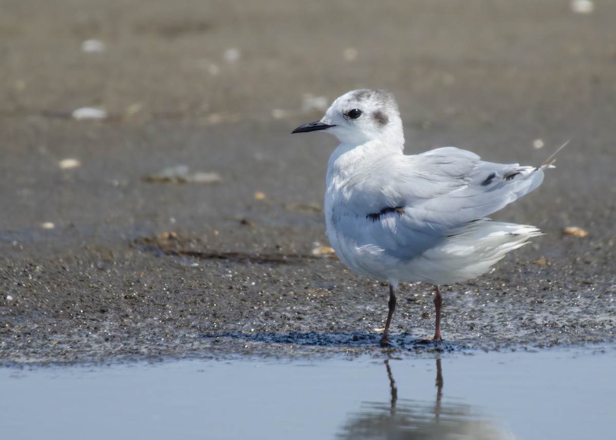 Little Gull - ML623201883