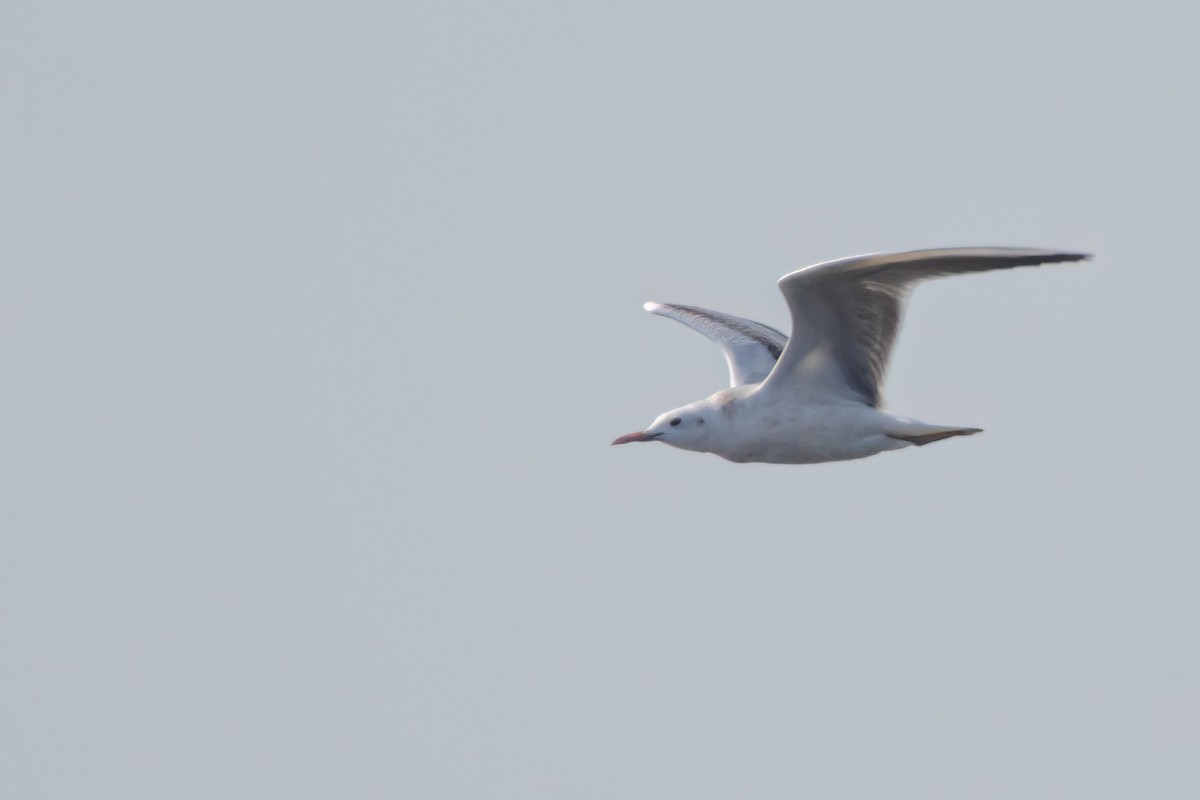 Slender-billed Gull - ML623201887