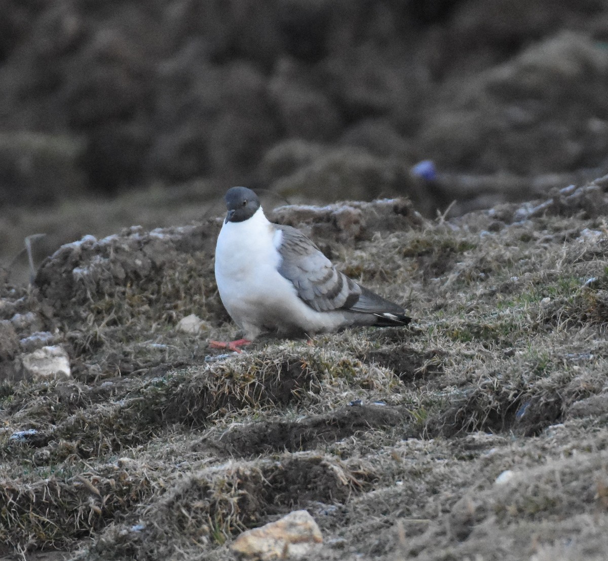 Snow Pigeon - ML623201909