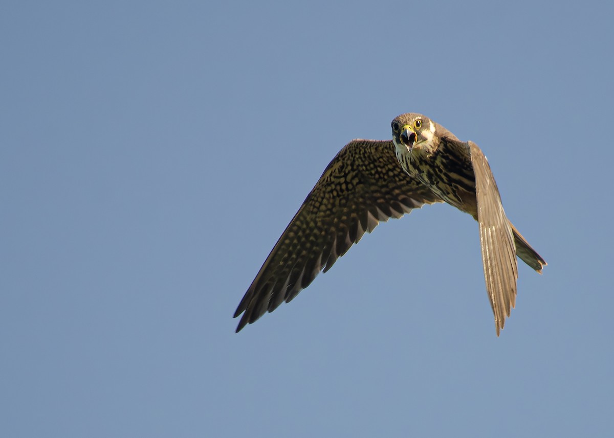 Eurasian Hobby - ML623201923