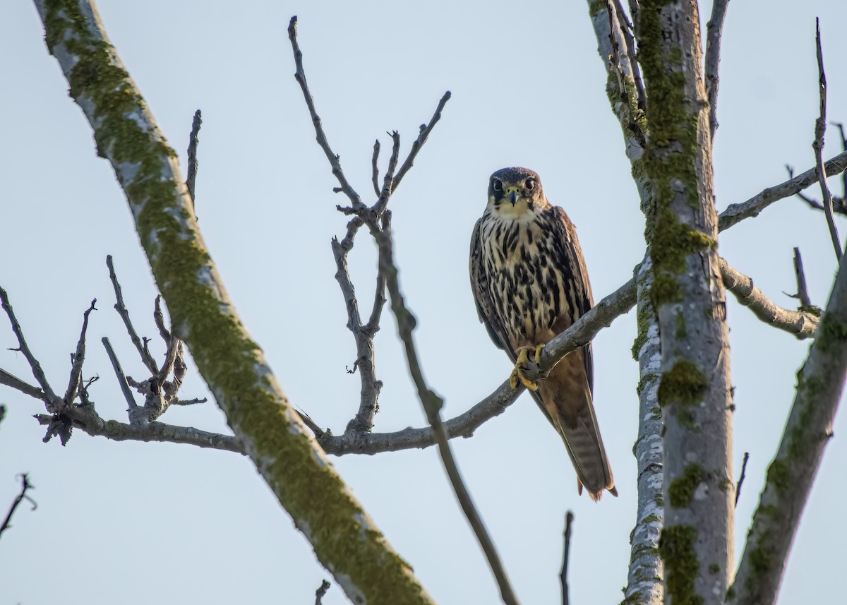 Eurasian Hobby - ML623201925