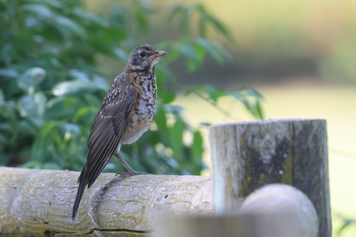 American Robin - ML623201929