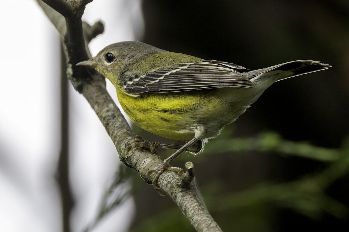 Magnolia Warbler - ML623201979