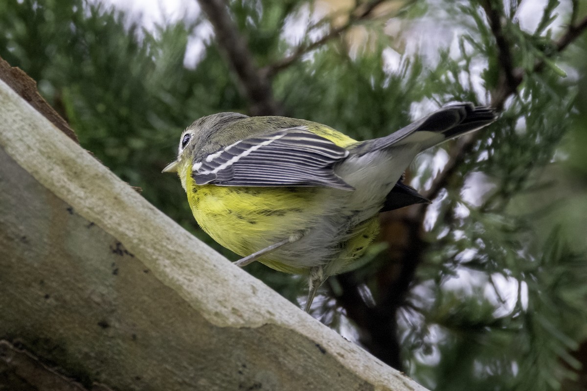 Magnolia Warbler - ML623201980