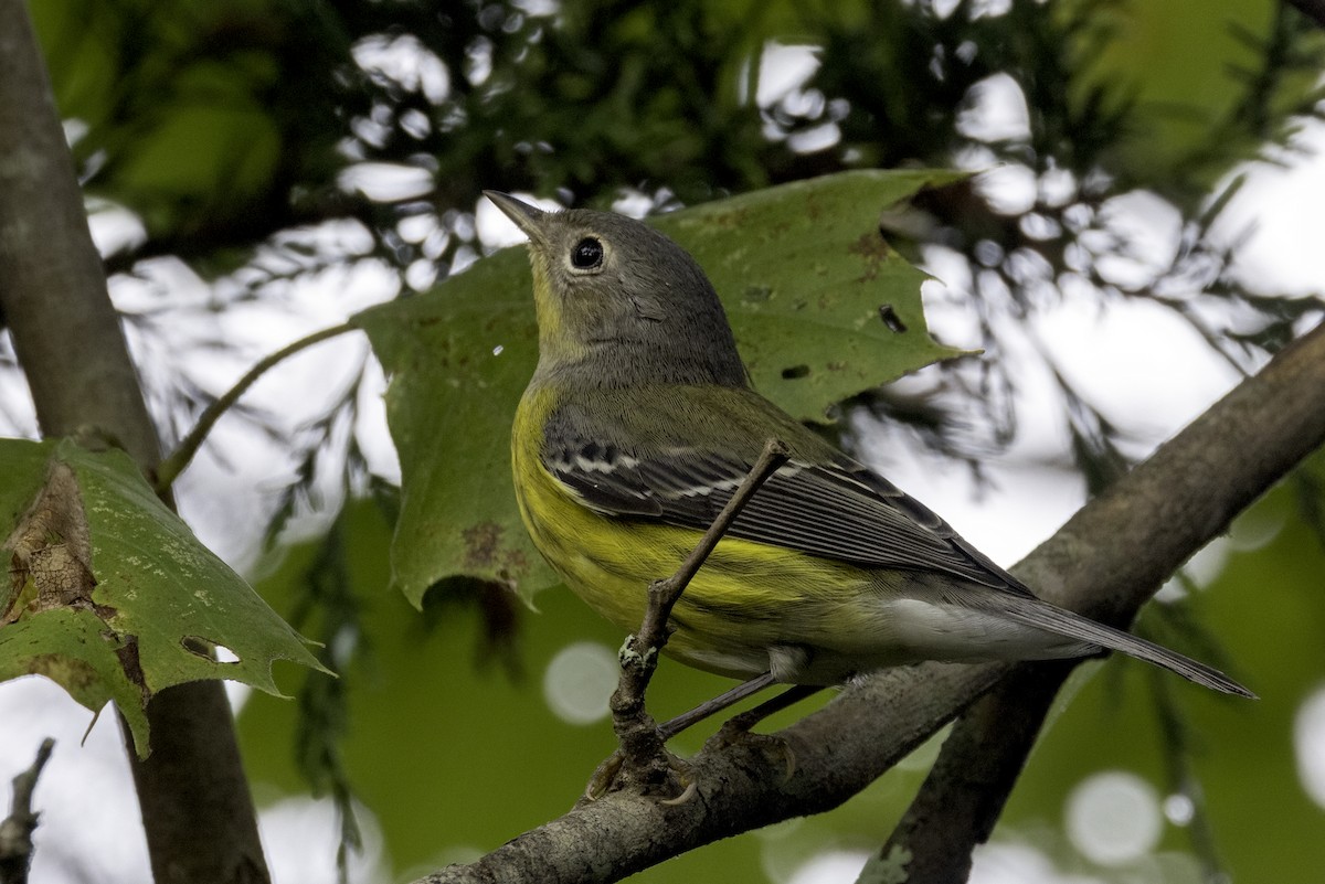 Magnolia Warbler - ML623201981