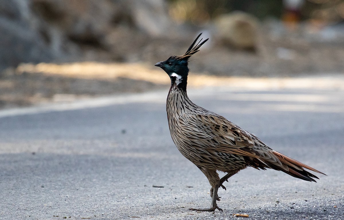 Koklass Pheasant - Santosh Bs