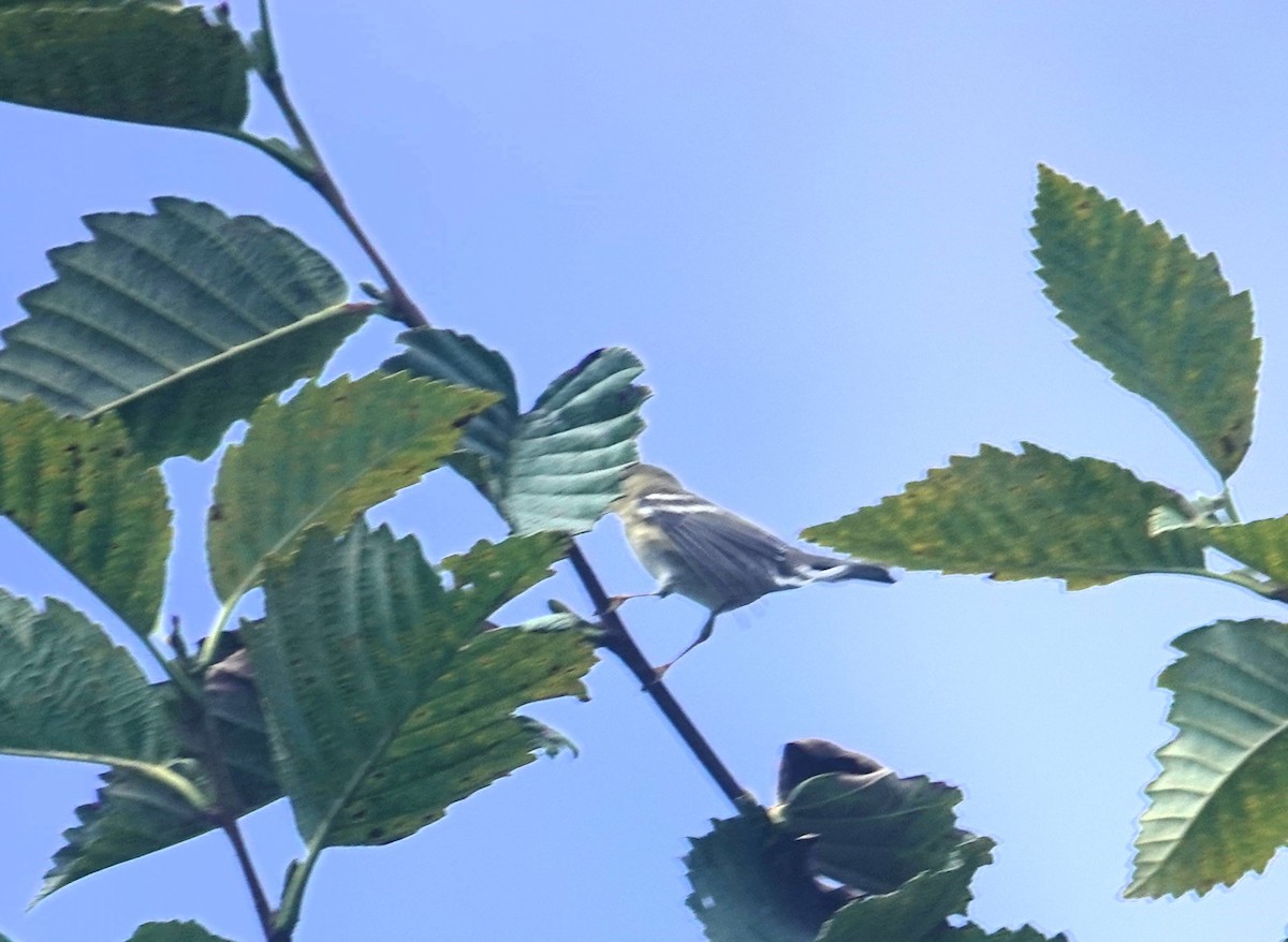 Blackpoll Warbler - ML623202009