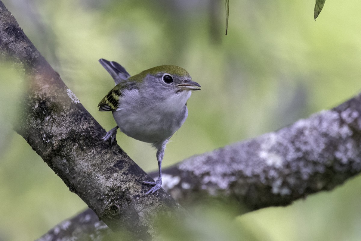 Chestnut-sided Warbler - ML623202015