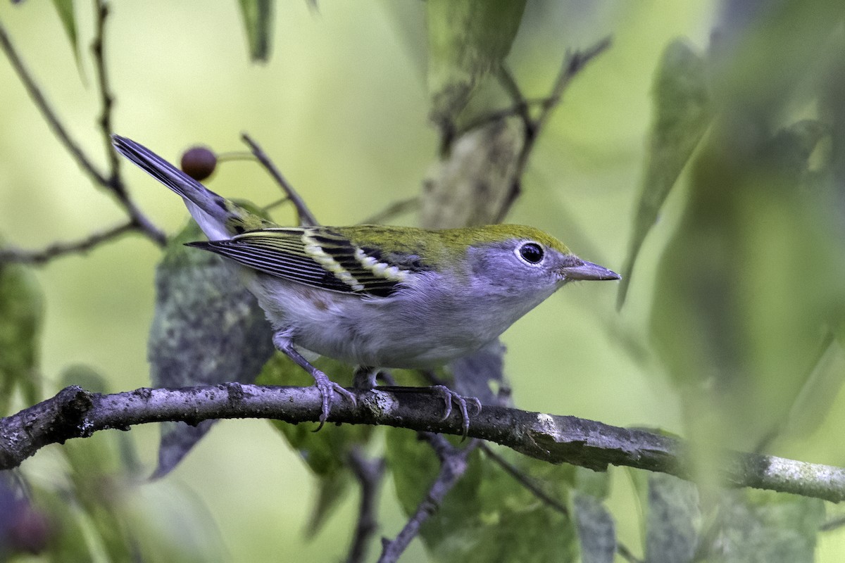 Chestnut-sided Warbler - ML623202017