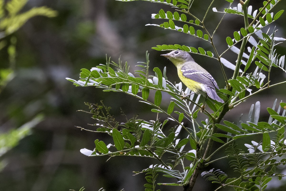 Magnolia Warbler - ML623202023