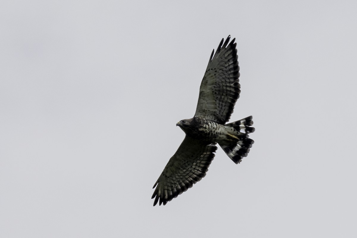 Broad-winged Hawk - ML623202056