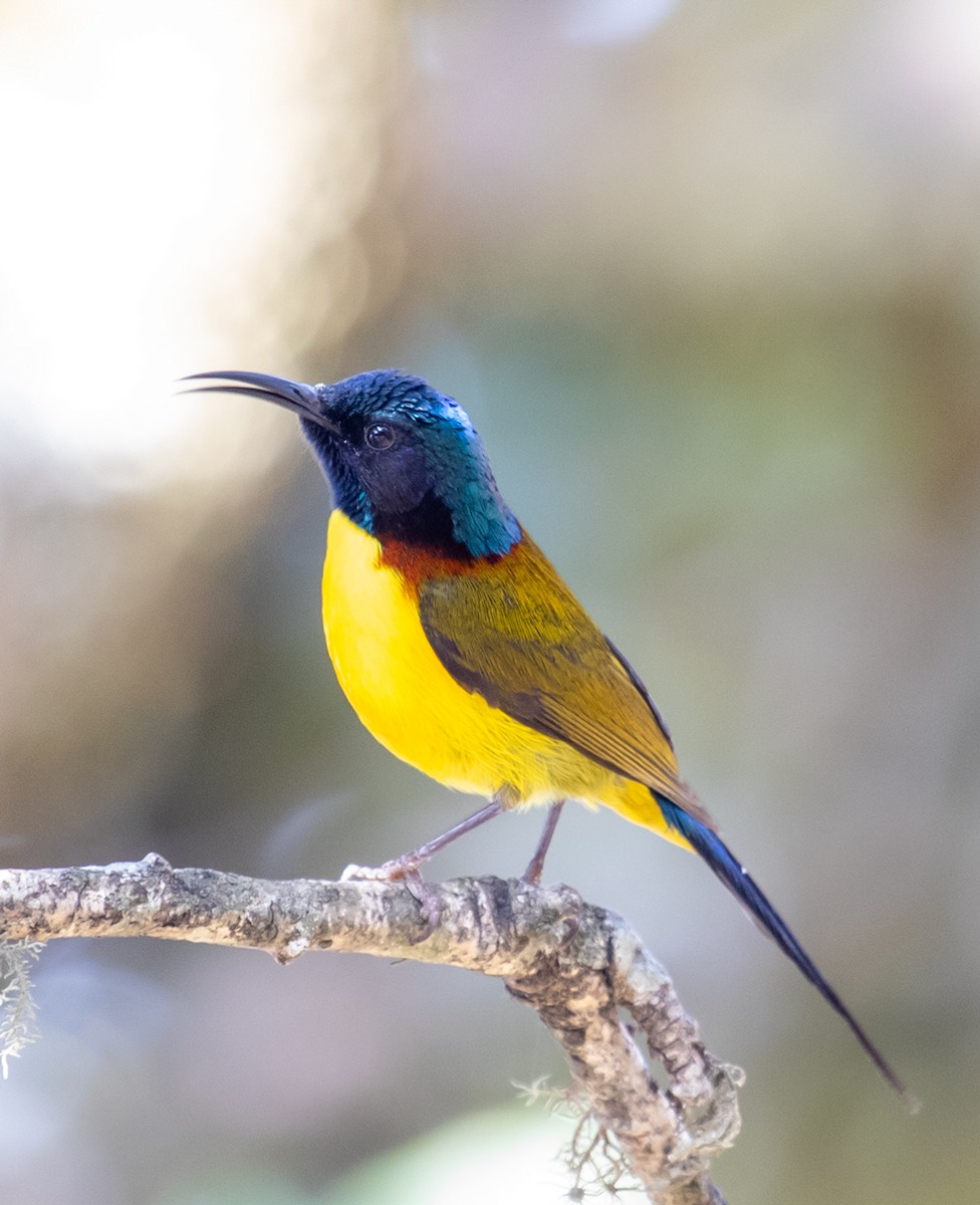 Green-tailed Sunbird - ML623202147