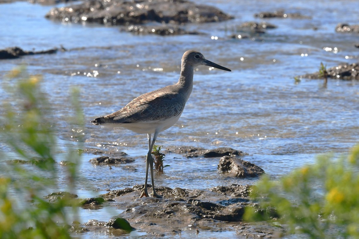 Willet - ML623202170