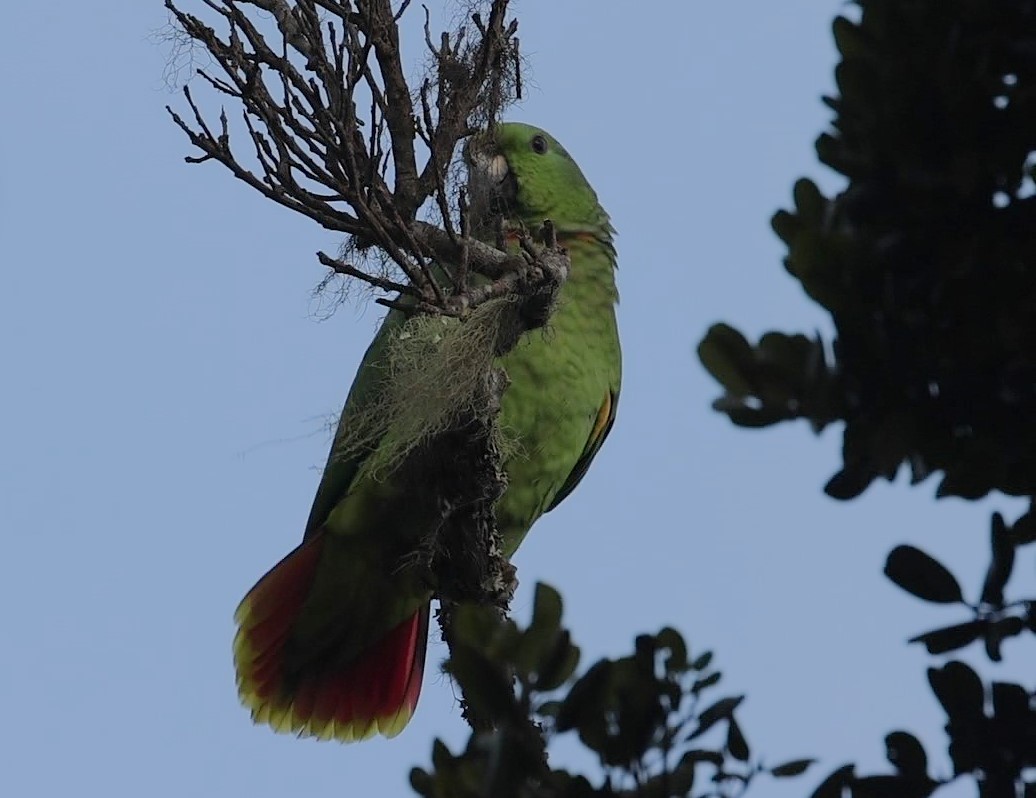 Scaly-naped Parrot - ML623202217