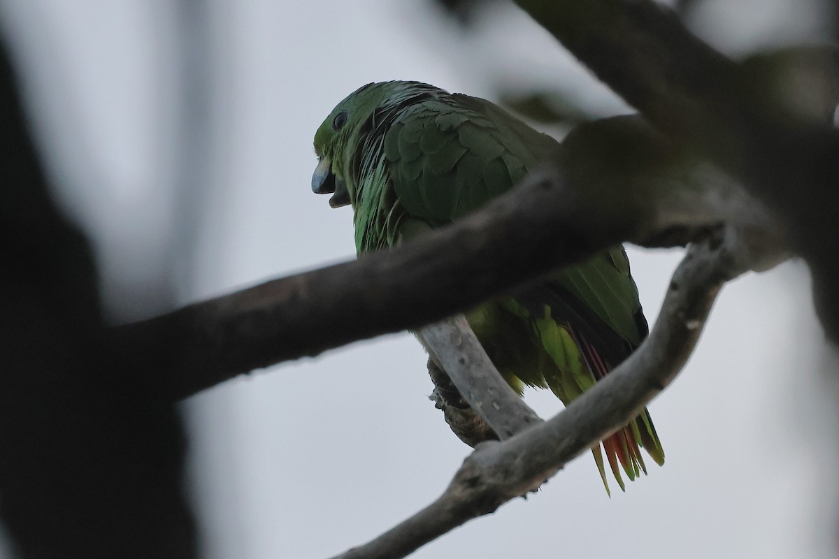 Scaly-naped Parrot - ML623202218