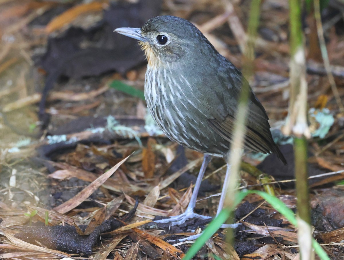 Santa Marta Antpitta - ML623202230